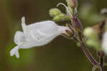 Manyflower beardtongue